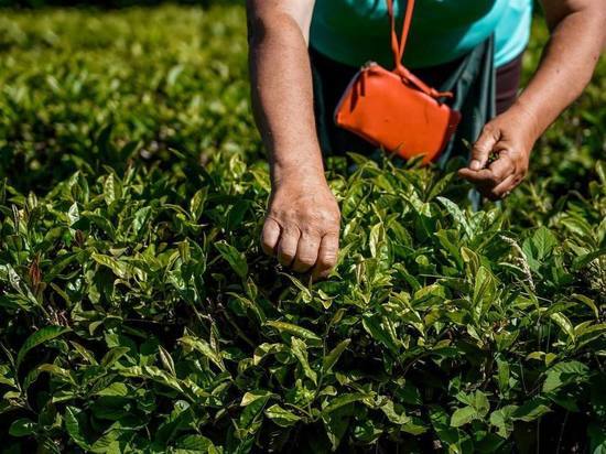 В Сочи обследовали свыше 130 гектаров чайных плантаций