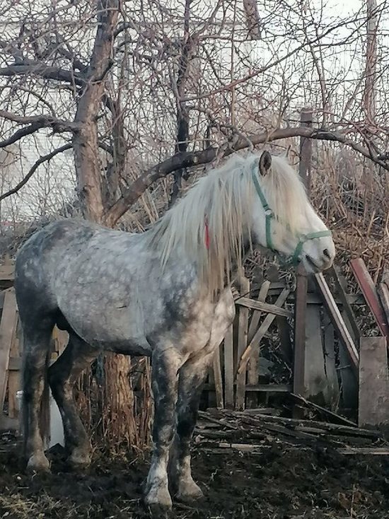 В Копейске ищут хозяев коня