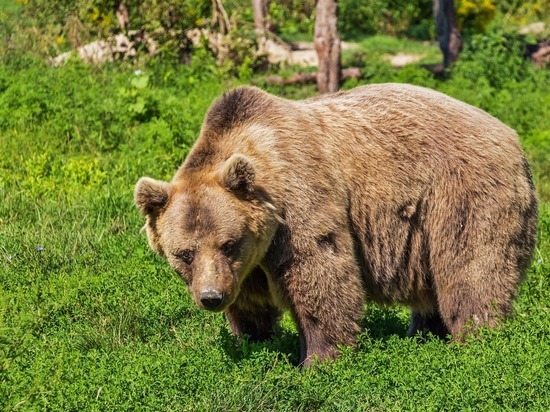 В Томской области из спячки выходят первые медведи