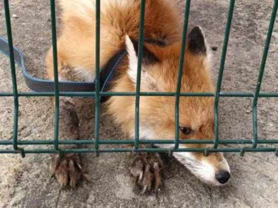 За его поимку обещана награда — 20 тысяч рублей