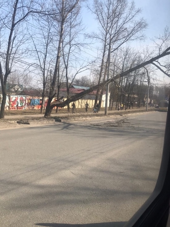 В Ярославле упавшее дерево перегородило шоссе