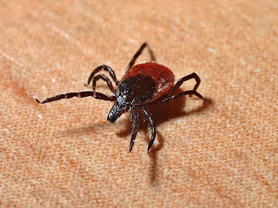 Клещ: чем опасно насекомое и как защитить себя от укусов