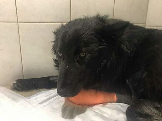 Безлапой собаке Барону из Томска очень нужна денежная помощь на операцию