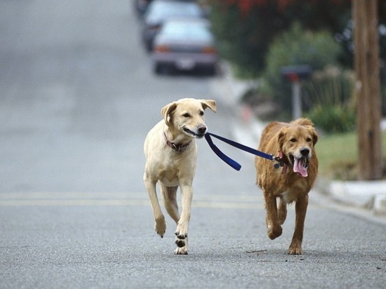 Суд в Новосибирске обязал мэрию создать места для выгула собак