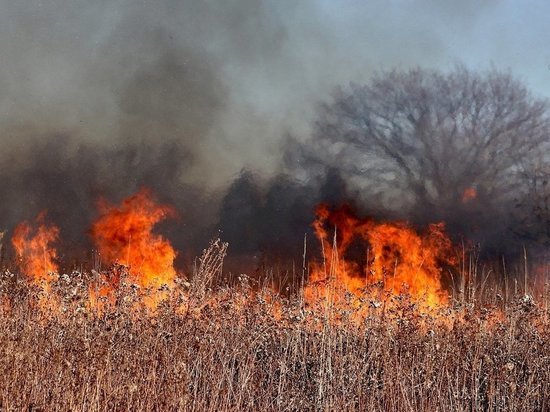 Жителей Серпухова предупредили об ответственности за сжигание сухой травы