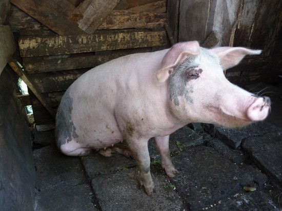 Сахалинские власти попросили помощи в разбирательствах со свинарником