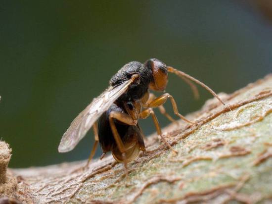 В Сочи «едут» насекомые, способные истребить вредителей и спасти каштановые леса
