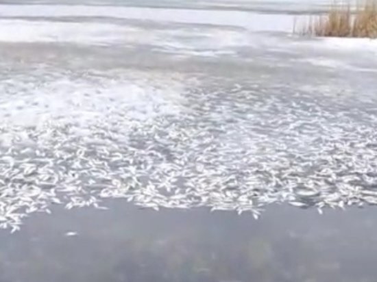 На озере Касарги рыбаки обнаружили более тысячи мертвых рыб