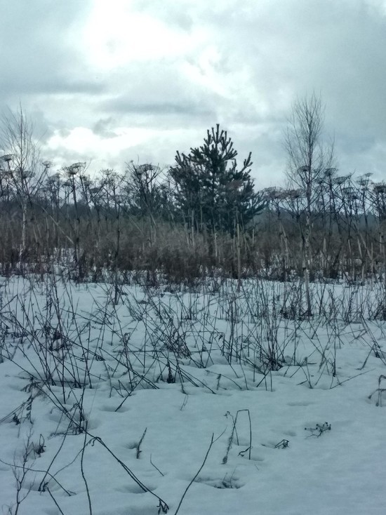 Землевладелец в Тверской области забросил земли и игнорировал предупреждения