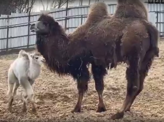 В зоопарке Калуги новорожденному верблюжонку дали имя