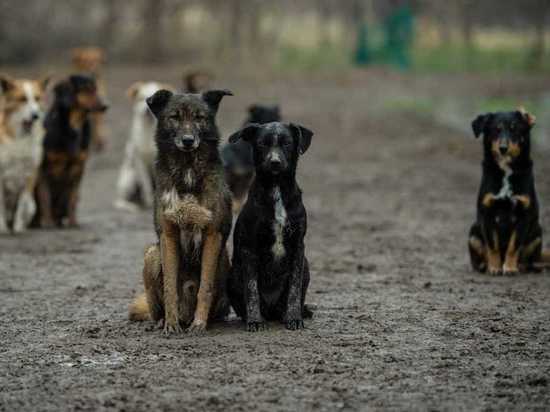 В Кызыле возбуждено дело о халатности при отлове бездомных собак