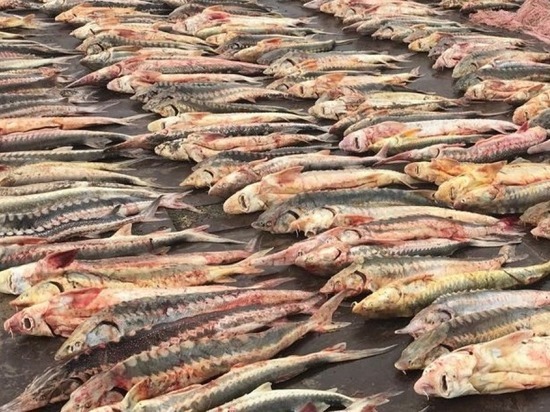 В Дагестане у браконьеров нашли 130 кг осетра