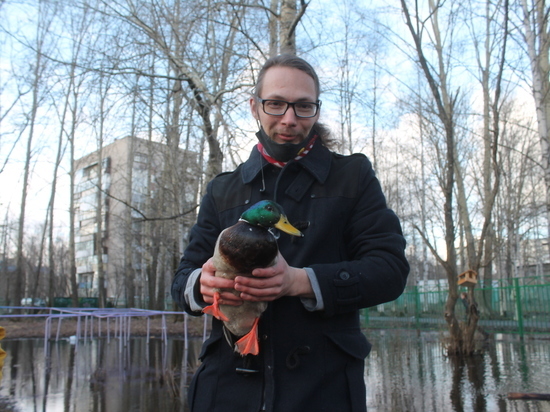 В Архангельске возле одной из школ защитники природы спасли утку