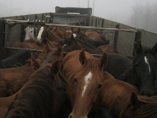 Из Калмыкии в Тамбовскую область везли лошадей без документов