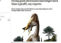 Птерозавры, одно из первых и крупнейших позвоночных, научившихся летать, часто считались родственниками печально известного Tyrannosaurus rex (Тираннозавра рекс)