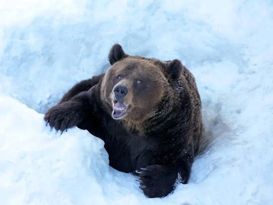 В Чурапчинском районе Якутии медведь-шатун задрал кобылу