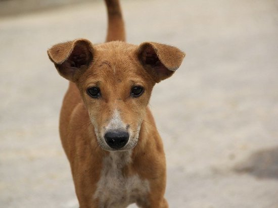 Оренбуржье вошло в перечень регионов с наибольшим числом бездомных собак