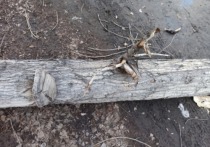 По данным правоохранителей, на прошлой неделе, 11 апреля, рядом с жилым домом на Павловском тракте на идущего прохожего упало дерево