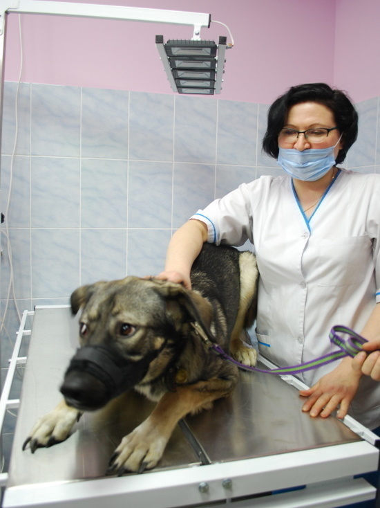 Новый ветеринарный кабинет госклиники открыт в Мурманске