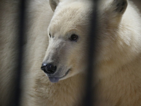 Снежинке нужен муж: ленинградский зоопарк ждет молодого белого медведя
