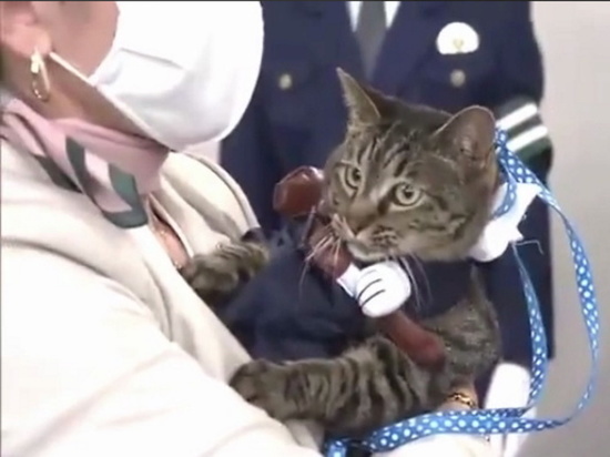 В Японии кошка стала начальником полицейского участка