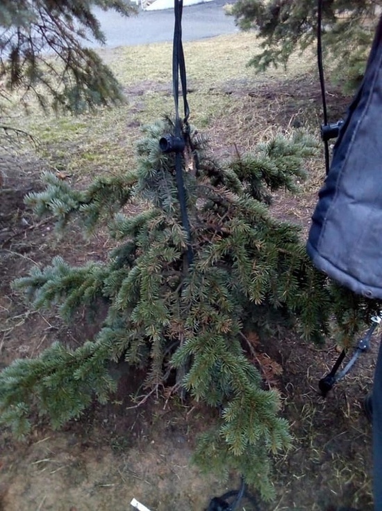 В Ярославле связист сломал 78 елок