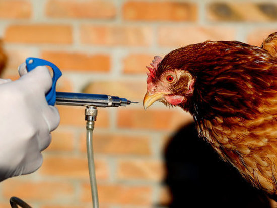 В Кизлярском районе введен карантин из-за птичьего гриппа