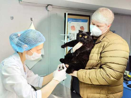 Третий государственный ветеринарный кабинет открыли в Нижнем Новгороде