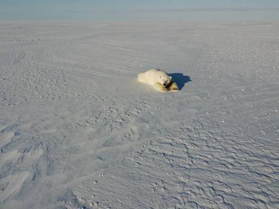 Блогер–путешественник Сергей Сайман посетил самую северную точку ЯНАО на авто и заснял белых медведей