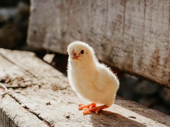 У цыплёнка из Псковской области нашли возбудителя опасной болезни