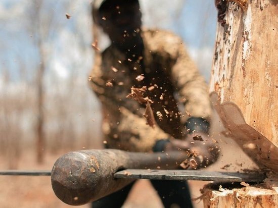 38 незаконных рубок леса выявили в Приангарье за 2 недели