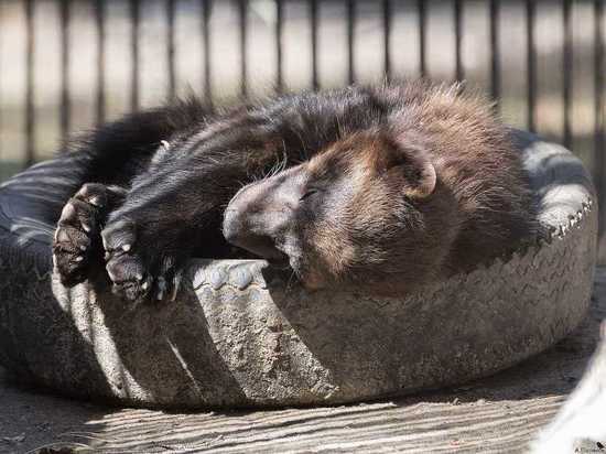 Новосибирский зоопарк избавился от прожорливой росомахи