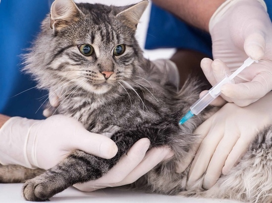 Курская городская станция по борьбе с болезнями животных бесплатно вакцинирует животных