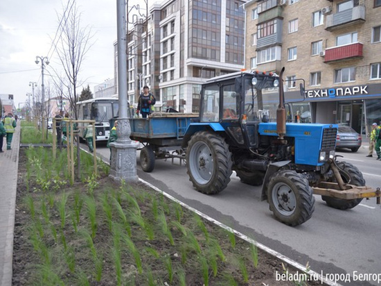 На улицах Белгорода появляются уникальные растения