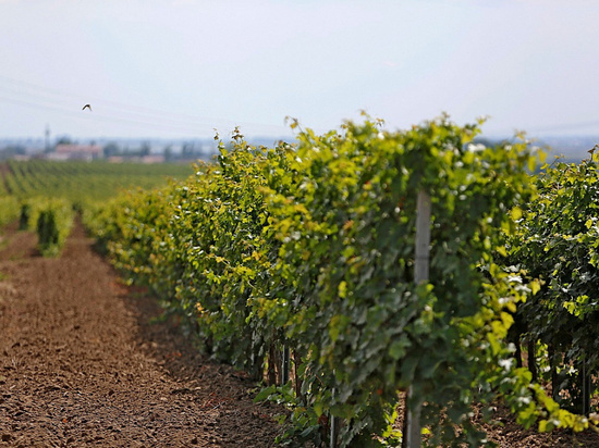 Площадь виноградопригодных земель на Кубани увеличилась до 50 тысяч гектаров