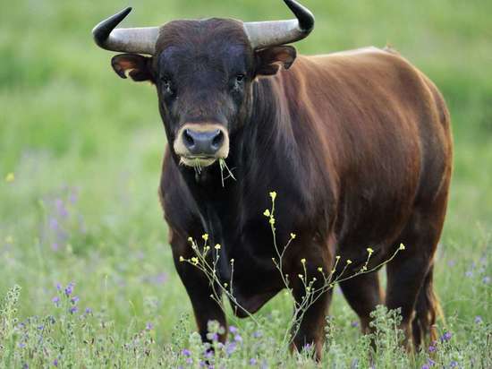 В Ярославской области быки насмерть забодали фермера