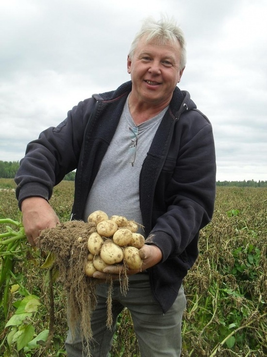 Эксперты рассказали как получить хороший урожай картофеля