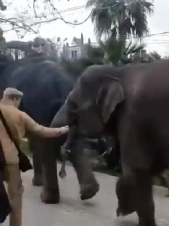 На улицах Сочи заметили слонов