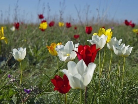 Калмыцкий «Фестиваль тюльпанов» обзавелся официальным аккаунтом