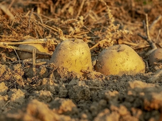 Раздача семенного картофеля началась в Псковской области