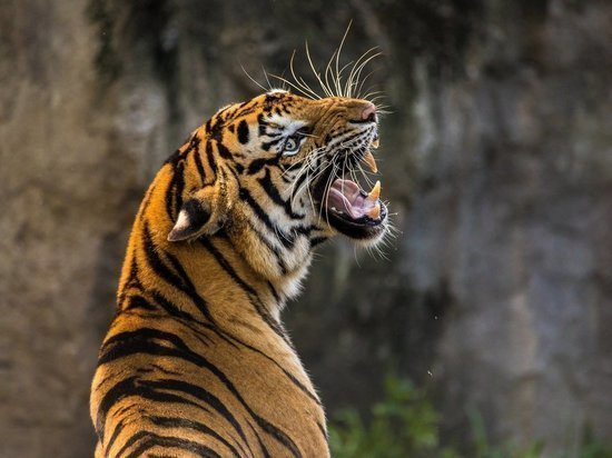 «Свои», - решил тигр и продолжил охотиться»: видео охоты хищника сняли инспекторы заповедника в Приморье