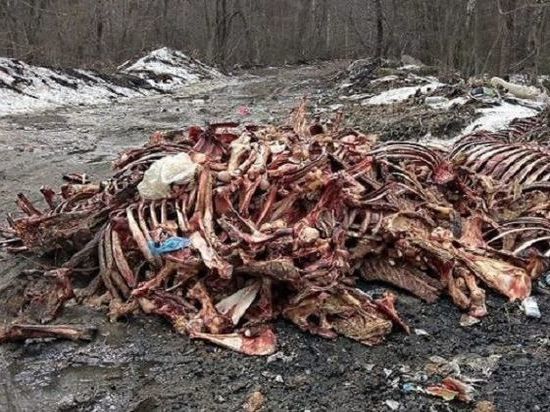 В Петушинском районе обнаружена свалка костей животных