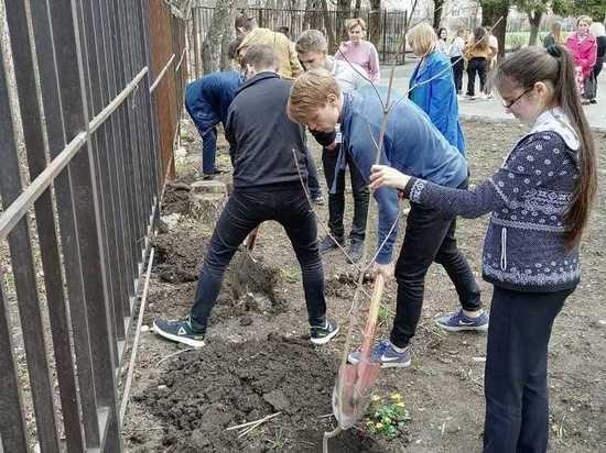 Сотни деревьев высадили на территории школ в Ставрополе