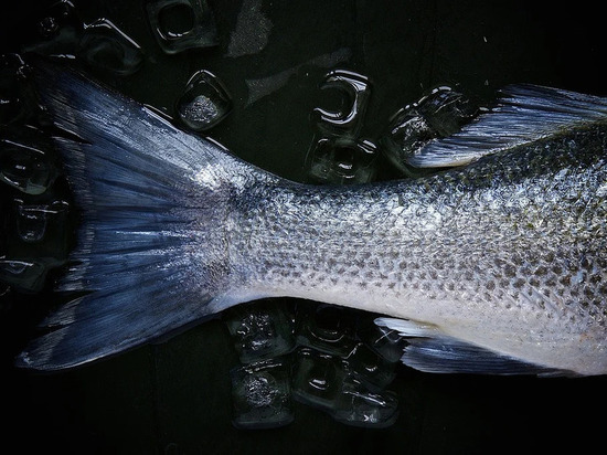 В Оренбуржье вновь зафиксирована массовая гибель рыб