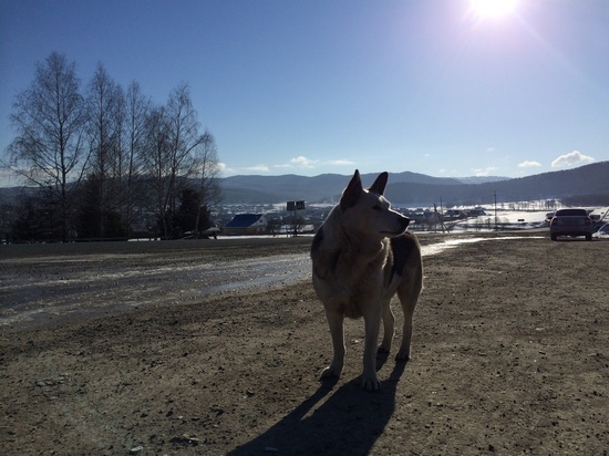 Мать растерзанного собаками малыша в Башкирии рассказала подробности трагедии