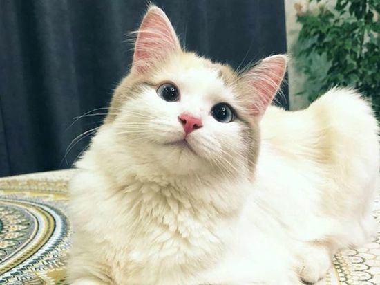 Новым главным котиком Омска стала сибирская блондинка Ами