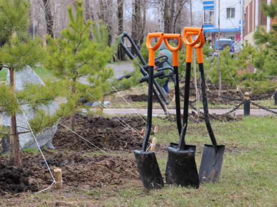 В окрестностях Некрасовки под Хабаровском высадят сеянцы кедра