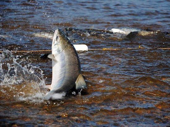 Власти Колымы предлагают расширить список национальностей для традиционной рыбалки