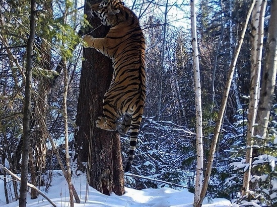 Уникальную фотографию тигра опубликовали в Приморье