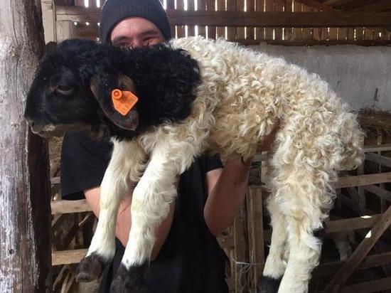 Овцеводам Хакасии выплатят субсидии за ягнят, полученных от искусственного осеменения